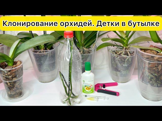 Стимулировать РАЗМНОЖЕНИЕ орхидеи Вырастить ДЕТКУ орхидеи на цветоносе в бутылке