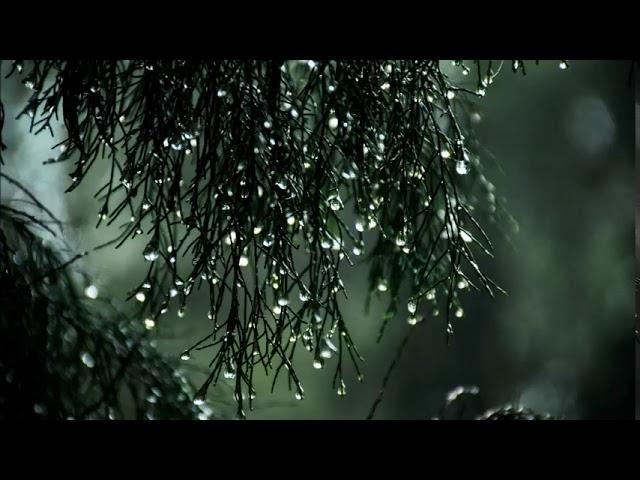 Yaroslav Nikitin and Sergey Kuznetsov - Waltz Rain (1 hour version)