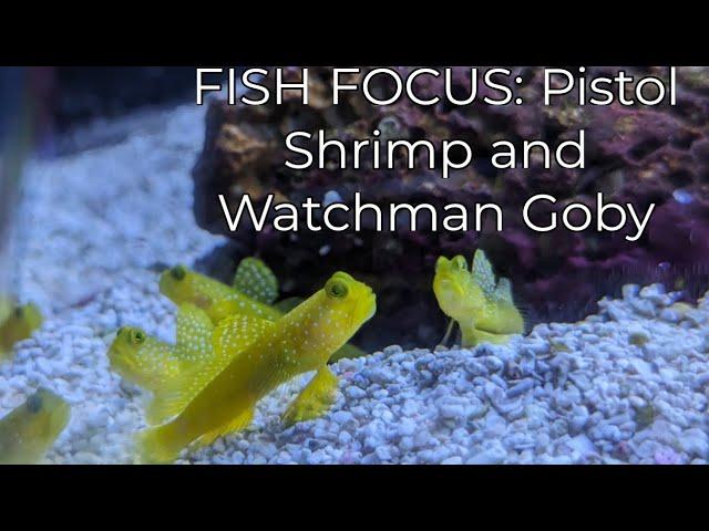 Fish Focus: Pistol Shrimp and Watchman Goby, Best Nano Saltwater Reef Fish?