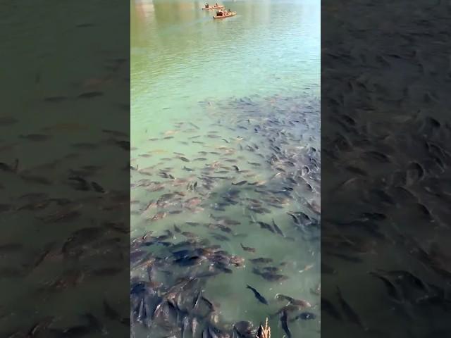 bhimtal lake beauty #travel #views #shortsvideo #shorts #fish #ghumo24