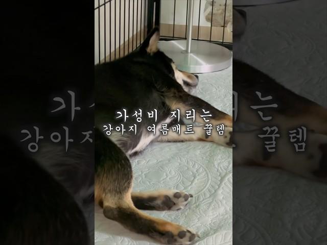 가성비 지리는 강아지 여름 매트 꿀템 #시바견 #시바이누 #마메시바