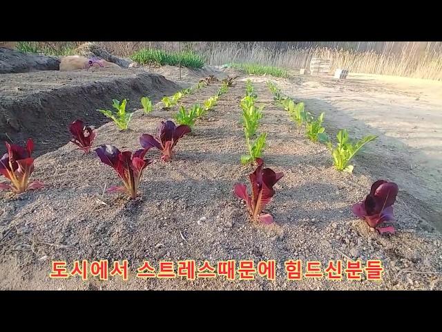 나는자연인이다 외로움 극복하기  상추심기 자연인 혼자놀기