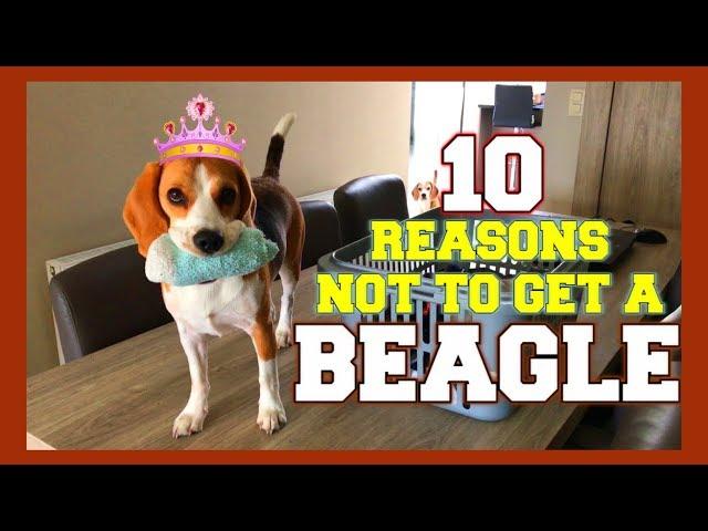 TOP 10 : WHY NOT get a BEAGLE! Funny Beagles Louie & Marie