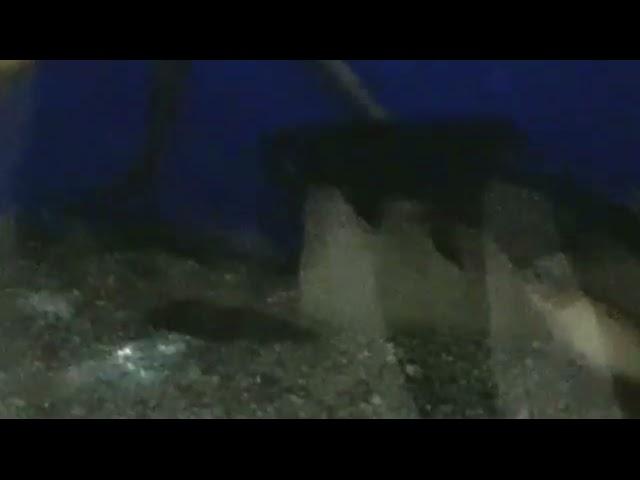 Catfish taking hand feed