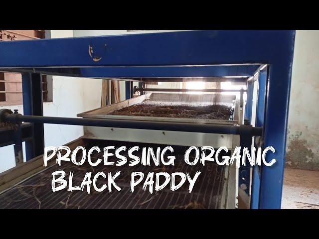 Processing or milling #organic #blackrice #unpolished