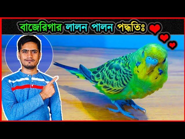 শখ করে পোষ মানানোর জন্য বাড়িতে বাজেরিগার লালন পালন পদ্ধতি  Method to tame & foster budgies  jactok