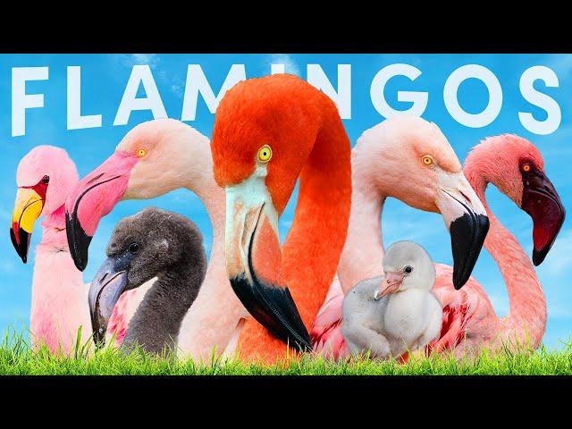 All 6 Flamingo Species & How To Identify Them