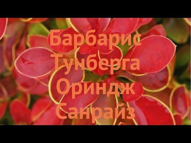 Барбарис турецкий Ориндж Санрайз  обзор: как сажать, саженцы барбариса Ориндж Санрайз