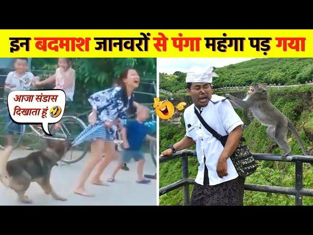 इन बदमाश जानवरों से पंगा ना बाबा ना  । funny animals videos 2023 । #funny