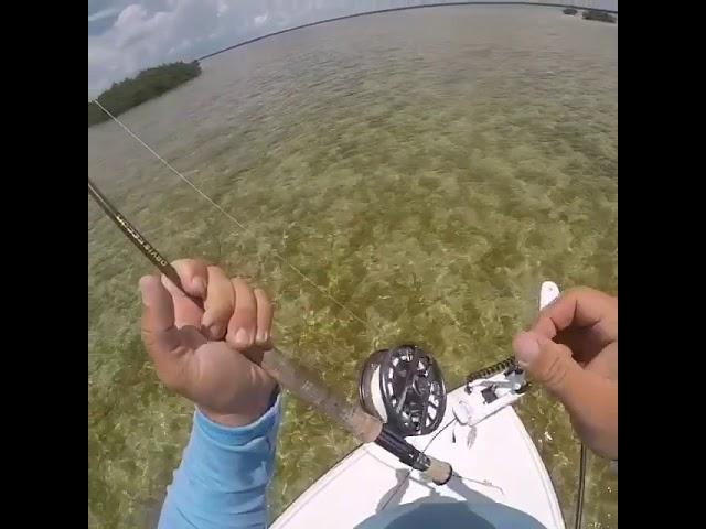 Bonefish on fly Florida Keys - Kingfisher Backcountry Charters