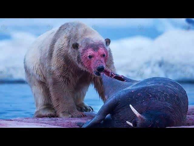 POLAR BEAR ─ Deadliest Beast of the Arctic