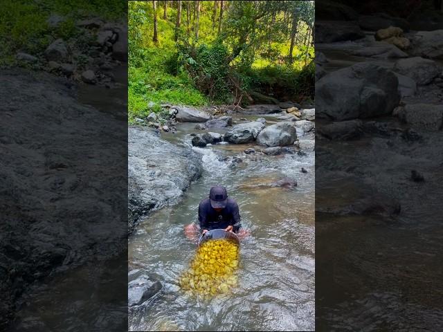 This is called the luck of this man to find gold #discoveringgold #findinggold #goldfields #gold