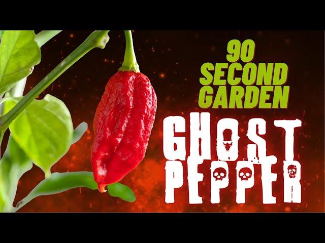 Ghost Peppers explained in under 90 Seconds!