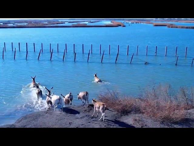 你好，天津七里海湿地公园！