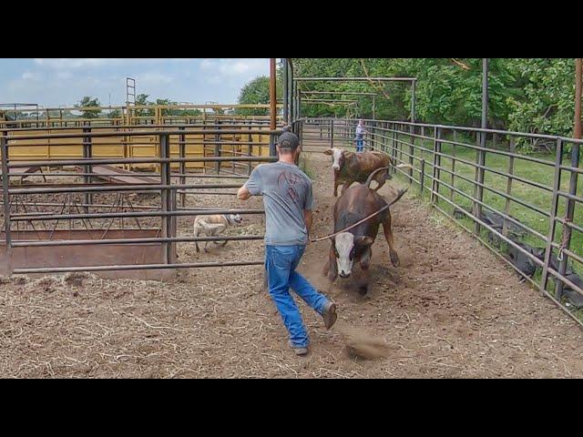 Cattle INCOMING!  Sorting and Shipping Calves