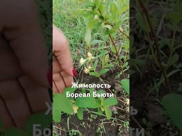 Жимолость канадская #отправкапочтой #саженцы #черенки #цветы #гортензии #жимолость