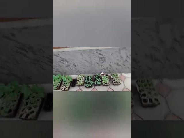 дневные хлопоты Неспящие бабули и её внучки. 
