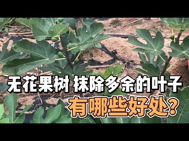 無花果又到抹葉子時間了，抹除多餘葉子的好處有哪些？