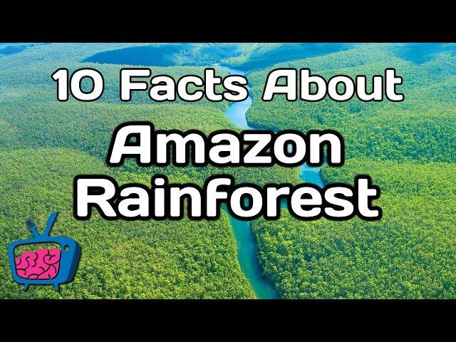 10 Mind Blowing Facts About The Amazon Rainforest