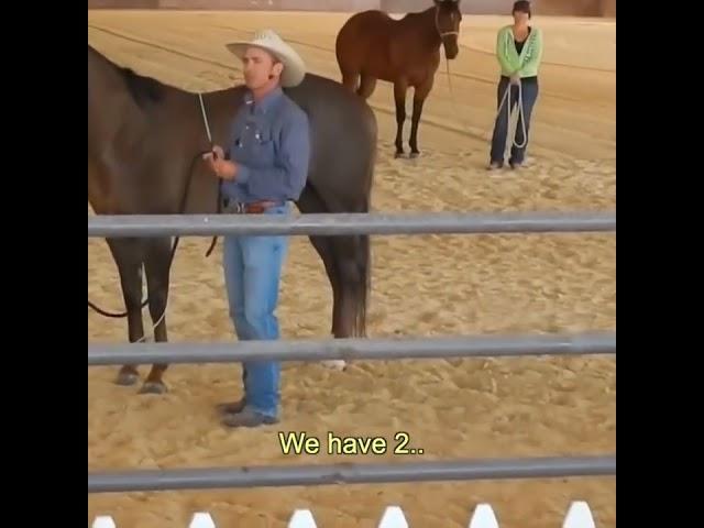Horse vs Cat