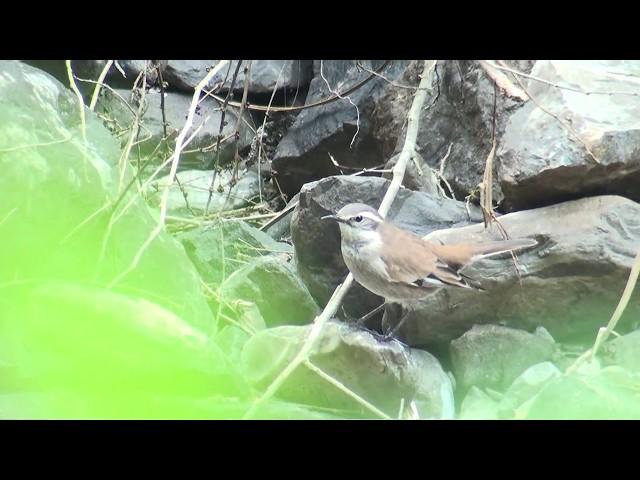 Remolinera andina (Cinclodes albiventris)