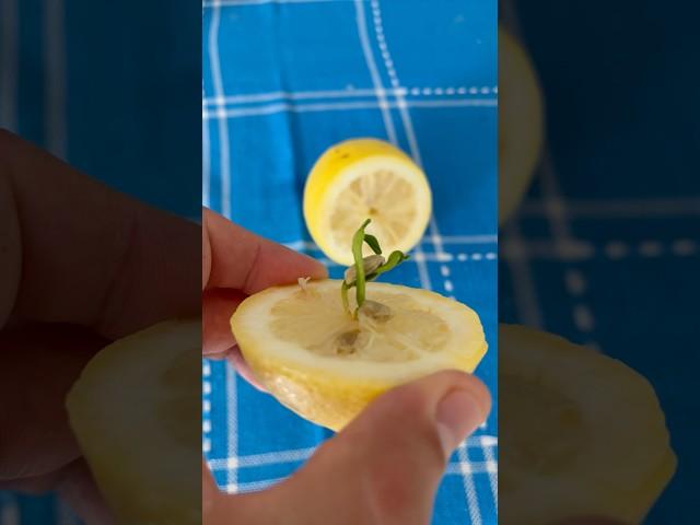 a seed has sprouted inside the lemon/ внутри лимона проросла косточка/#shorts