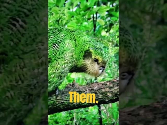  This Strange Bird Can't Fly, But It Smells Like Flowers! 