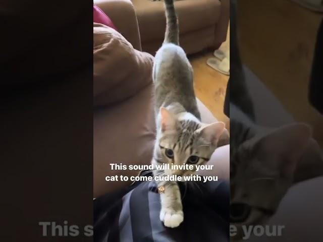 This sound will make your Cat come cuddle with you 