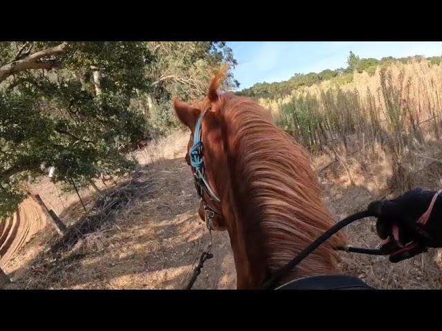 Lots of Advice -  Copper's  Last  Ride -Marchador  Cross - Gaited Horse Training