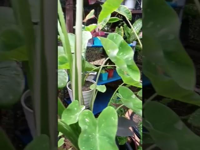 colocasia milky way 