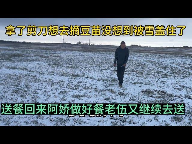 想去摘豆苗没想到被雪盖住了，送餐回来阿娇做好餐老伍又继续去送