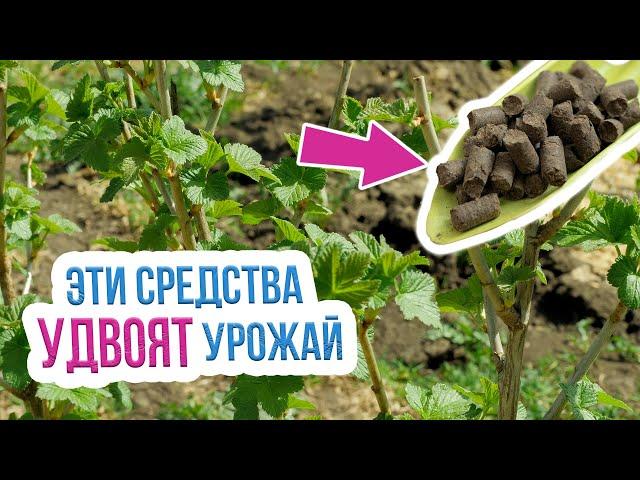 Первая подкормка смородины весной. Чем подкормить смородину весной?