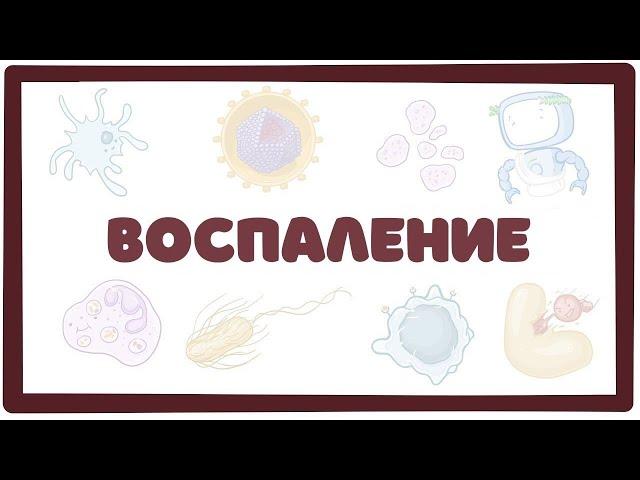 Воспаление - патофизиология, основные компоненты патогенеза воспалительного процесса