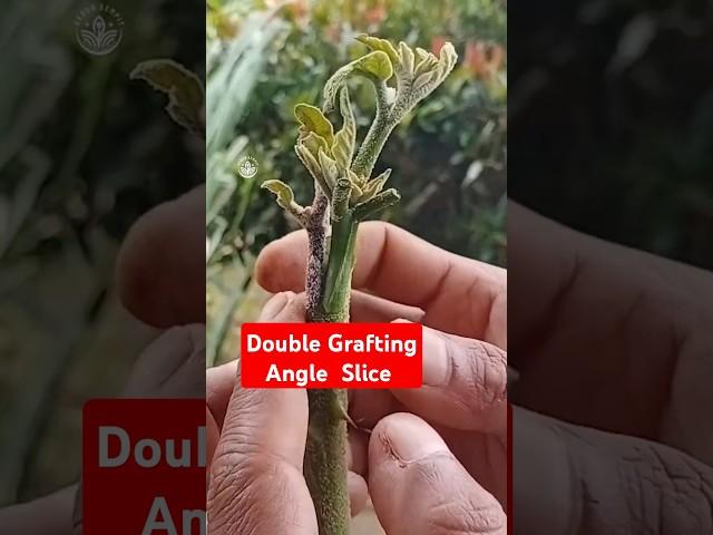 Double grafting angle slice #grafting #graftingtechnique #howtografting #easygrafting #sambungpucuk