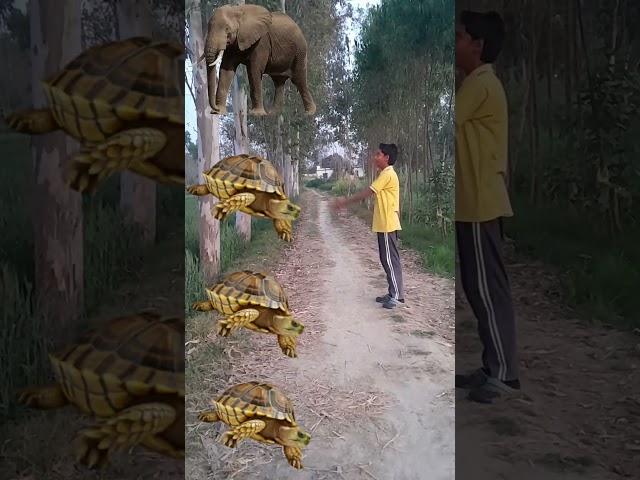 Elephant Horses Tiger lion #shorts #ytshorts #vfx