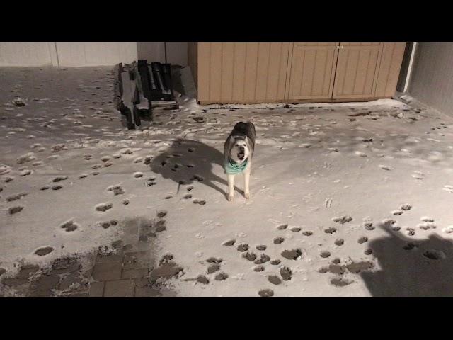 Husky's defiance makes mom mad