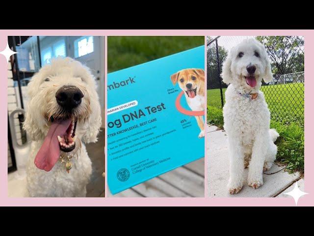 Is Genie REALLY a Goldendoodle? | Dog DNA Test Part 1