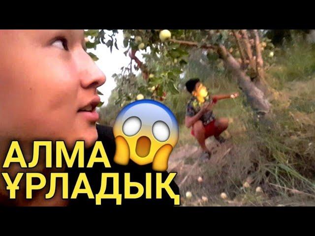 VLOG: КӨРШІНІҢ АЛМАСЫН ҰРЛАУ