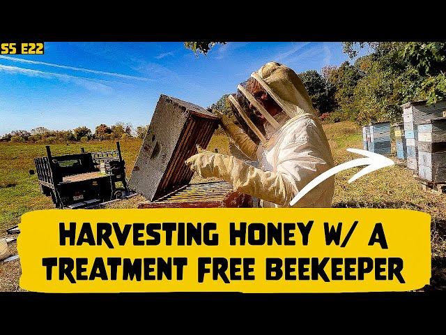 Harvesting Over 1200lbs of Honey w/ a Treatment Free Beekeeper!! Beekeeping 101 #beekeeping