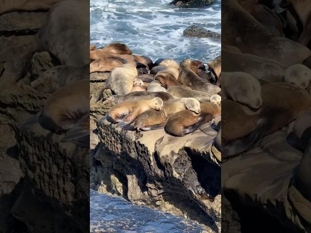 Exploring San Diego: La Jolla Cove. Sea lions, sea caves, and stinky air #lajolla #sealions