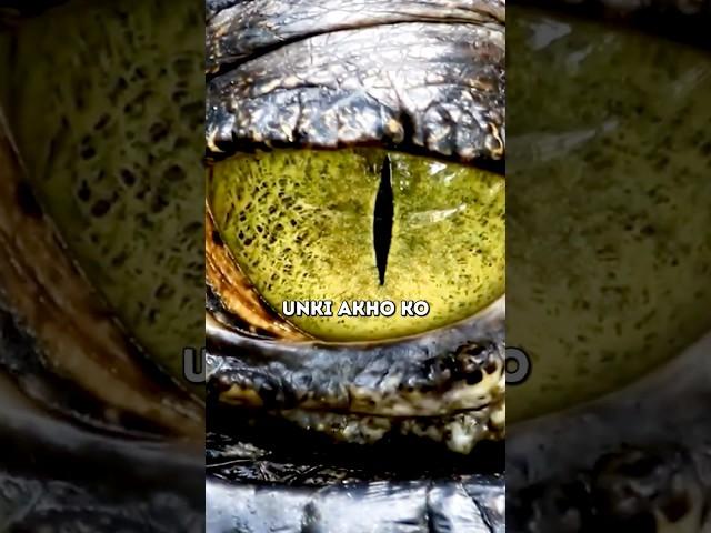 Crocodile Tears 