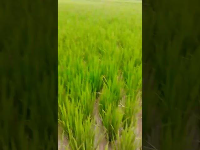 Ramesh Maurya70. Shan ka Khet ka paudha
