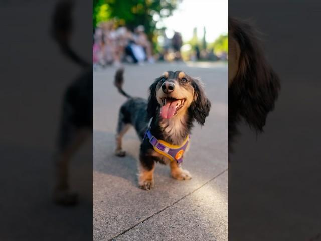 "He's like my Son"  #dachshund #wienerdog #dogphotography