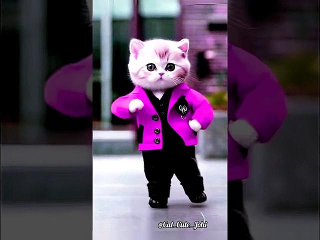 Crazy Cute Cat Dancing  | #cutecat #cats #cat #dancingcat #catvideos #shortfeed #viralshorts #f33