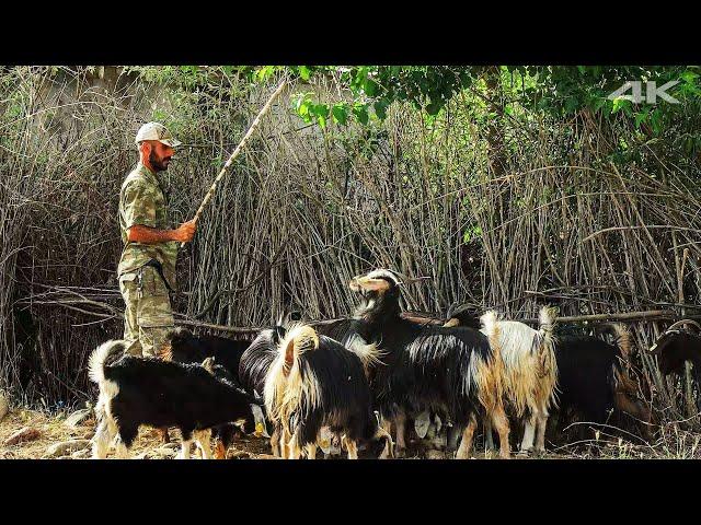 Migration from Germany to the village - Goat herder from Bingöl | Belgesel ▫️4K▫️