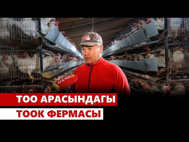 Тоо арасындагы тоок фермасы