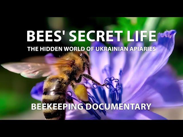 The secret life of the Ukrainian bees: Discover the wonders of honey production!