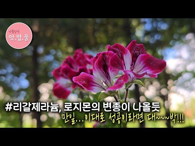 제라늄, 리갈제라늄 로지몬의 변이 #변이삽목 #로지몬변이 #리갈제라늄변이