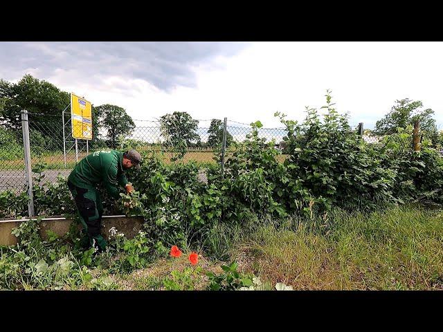 URGENT Help in CLEAN UP the Yard of the Company OVERGROWN with Weeds