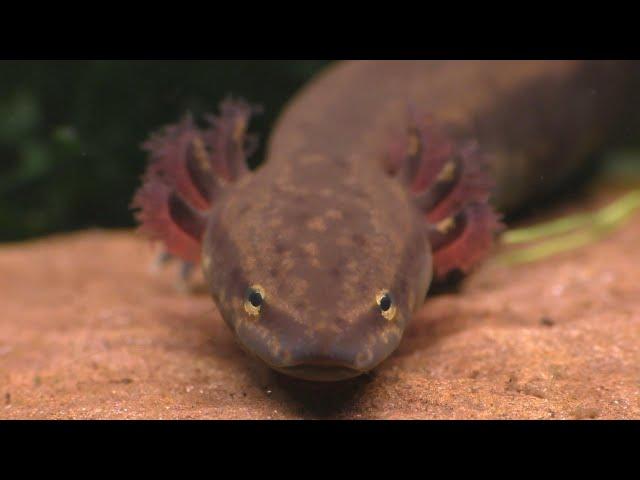 The Mudpuppy A North American Version Of The Axolotl